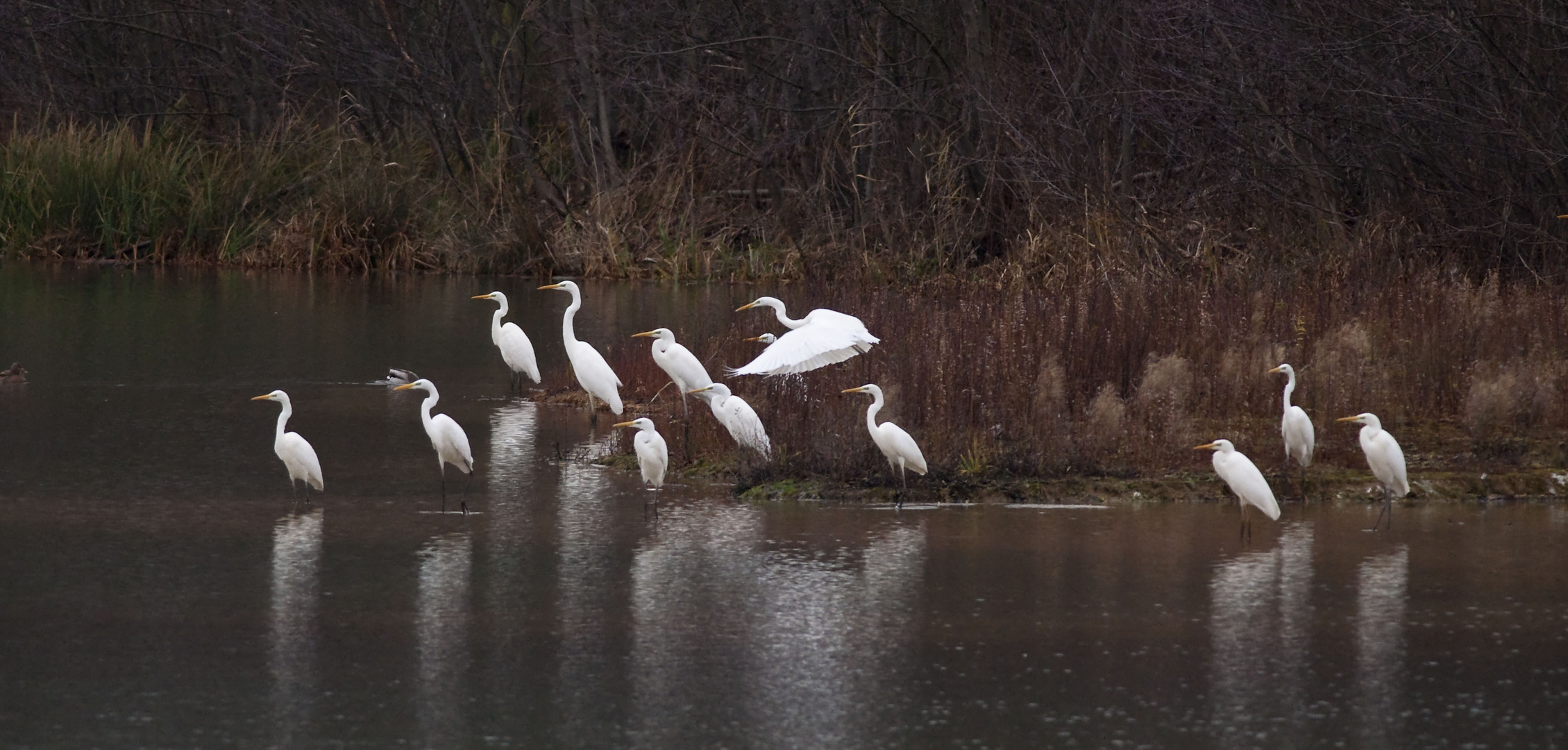 Treffen der Silberreiher