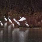 Treffen der Silberreiher