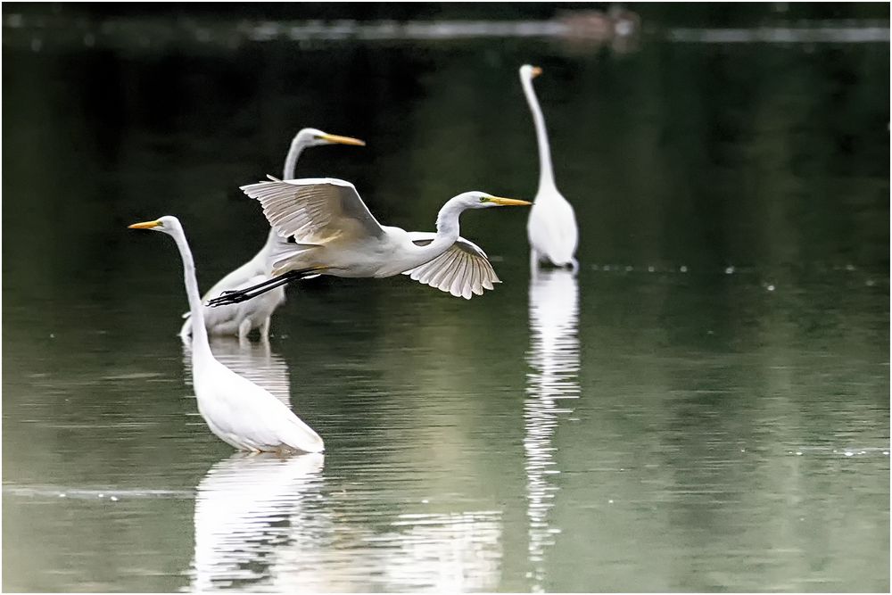 Treffen der Silberreiher