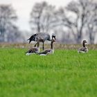 Treffen der Vogelverwandtschaft...