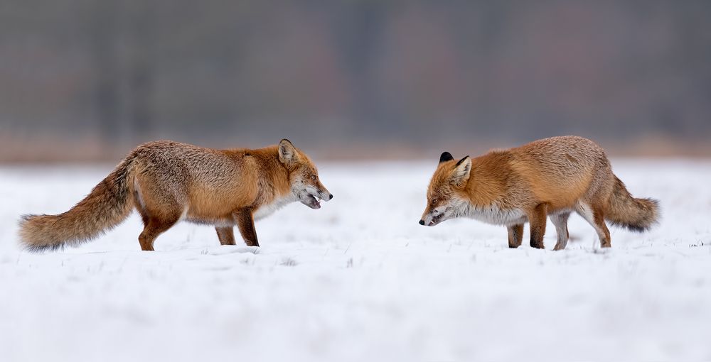 Treffen im Schnee - Ranzzeit