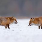 Treffen im Schnee - Ranzzeit