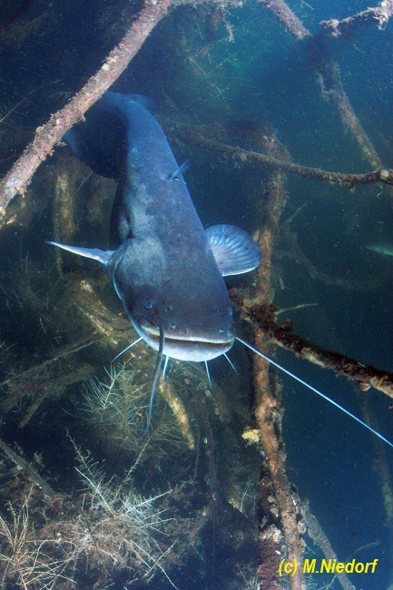 Treffen im Süßwasser