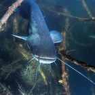 Treffen im Süßwasser