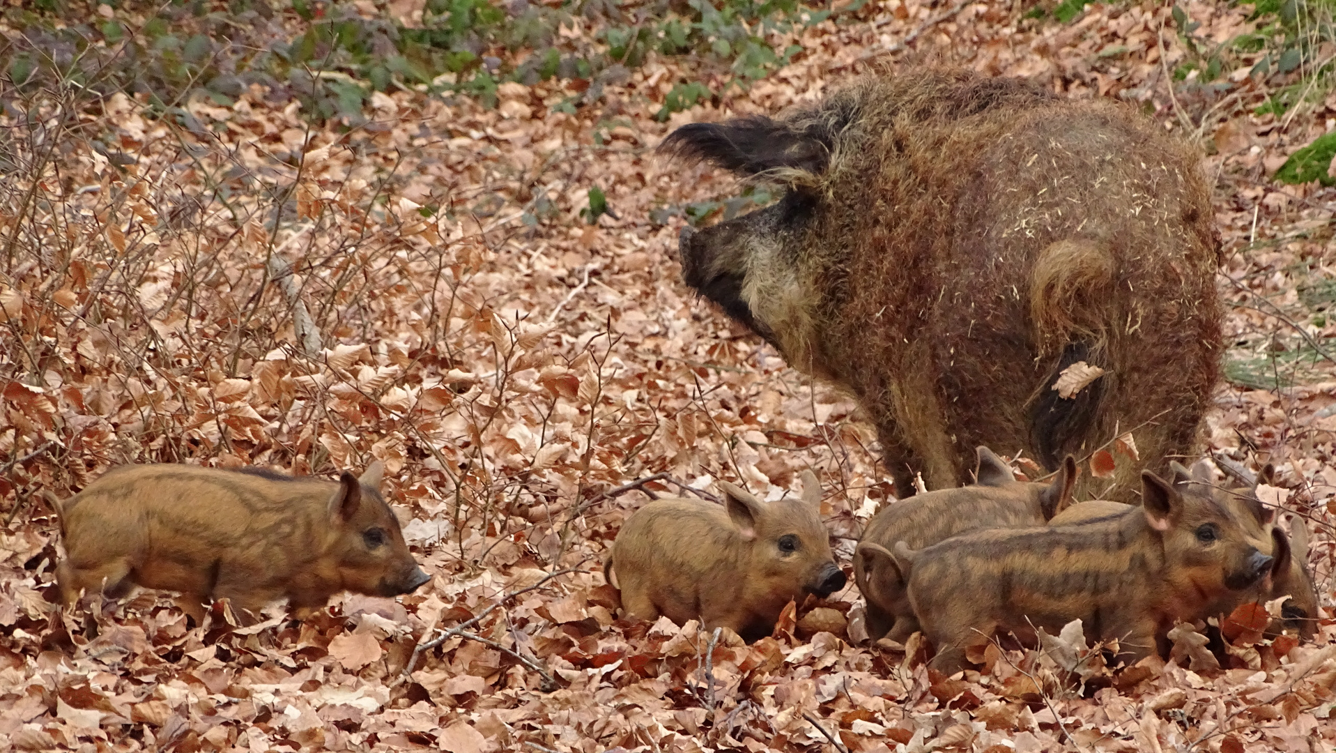 Treffen im Wald