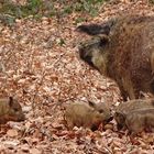 Treffen im Wald