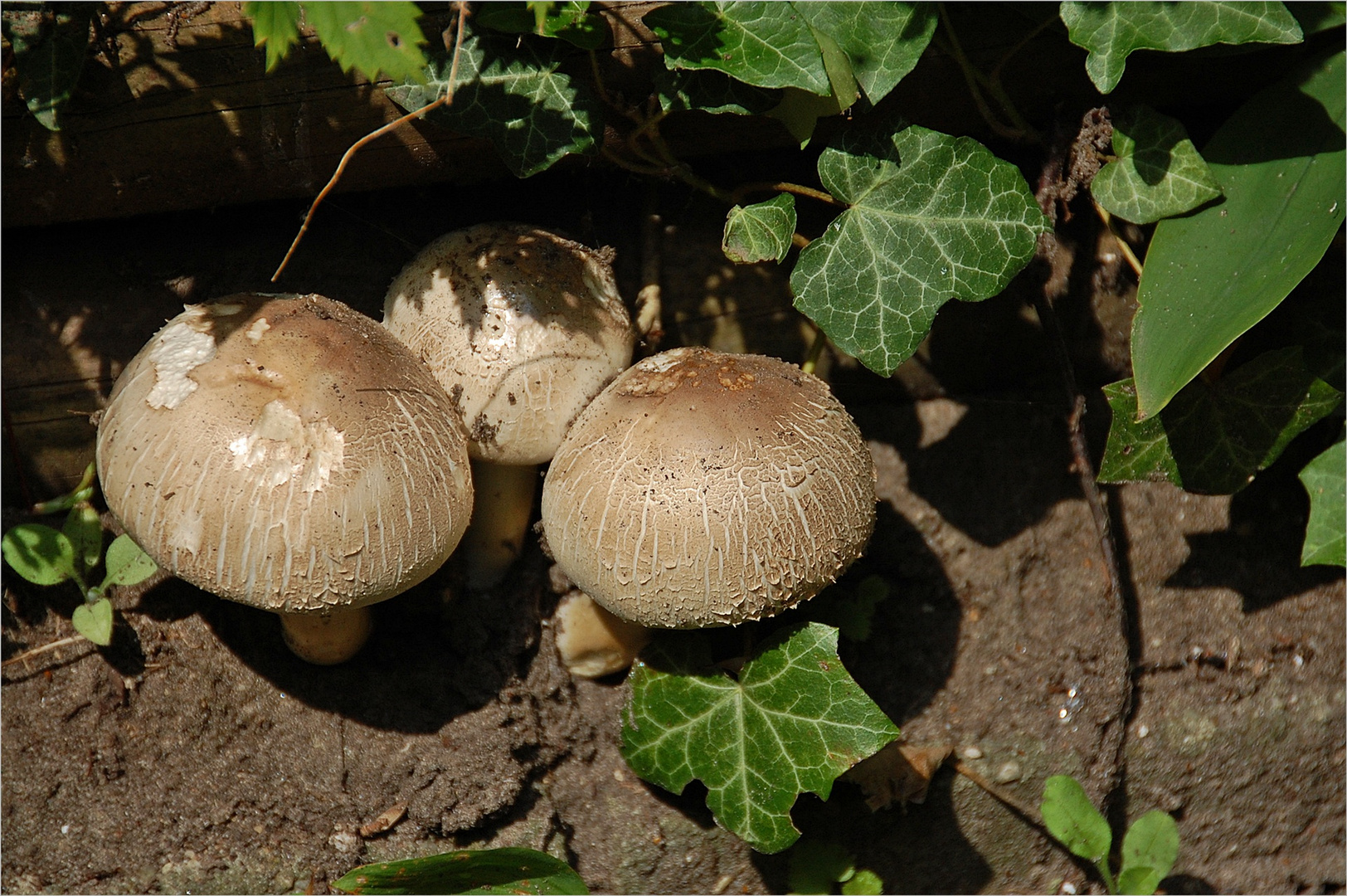 Treffen im Wald