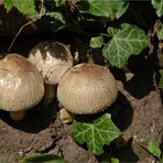 Treffen im Wald