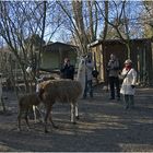 Treffen im Zoo Aschersleben