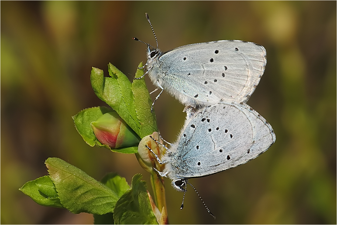  Treffen in der Heide