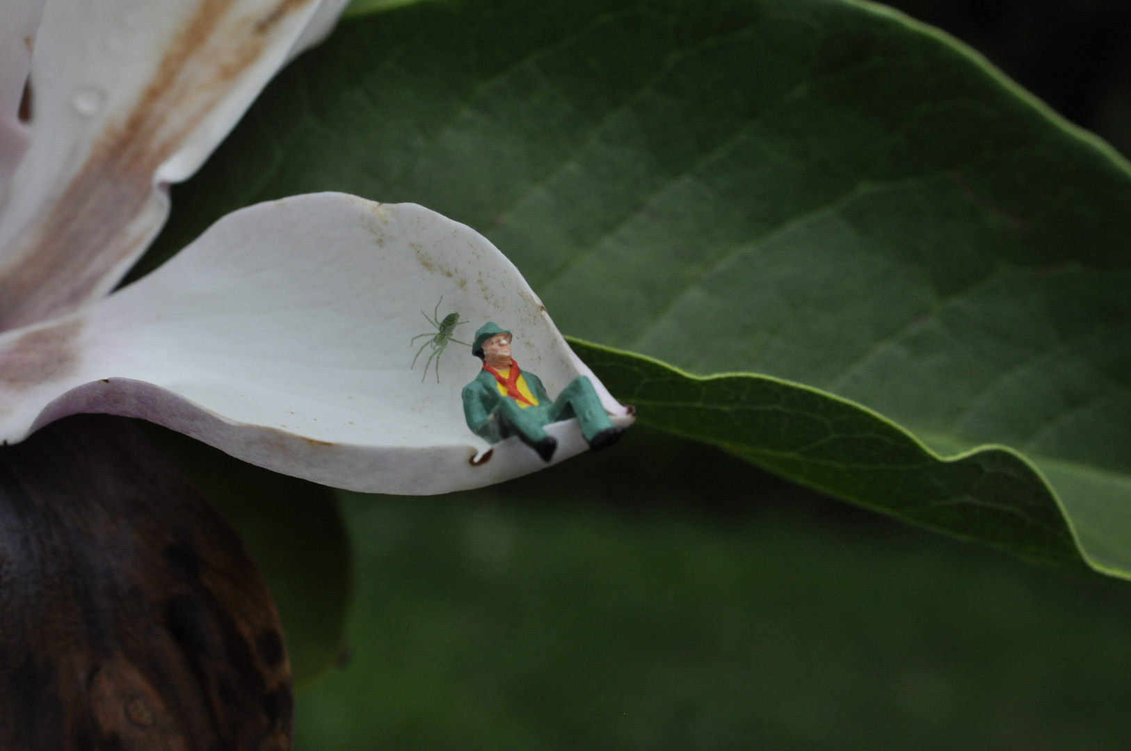 Treffen in der Magnolienblüte