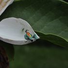 Treffen in der Magnolienblüte