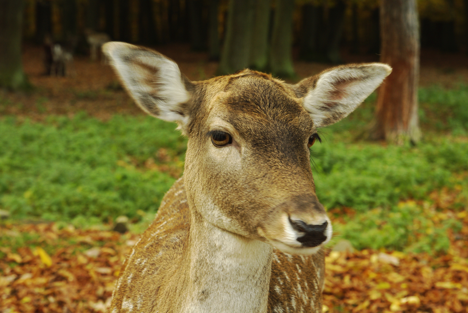 Treffen mit Bambi