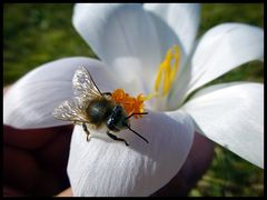 Treffen mit Biene Maja ..