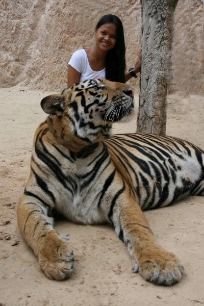 treffen mit dem tiger