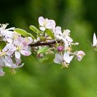 Treffen mit der Apfelblüte