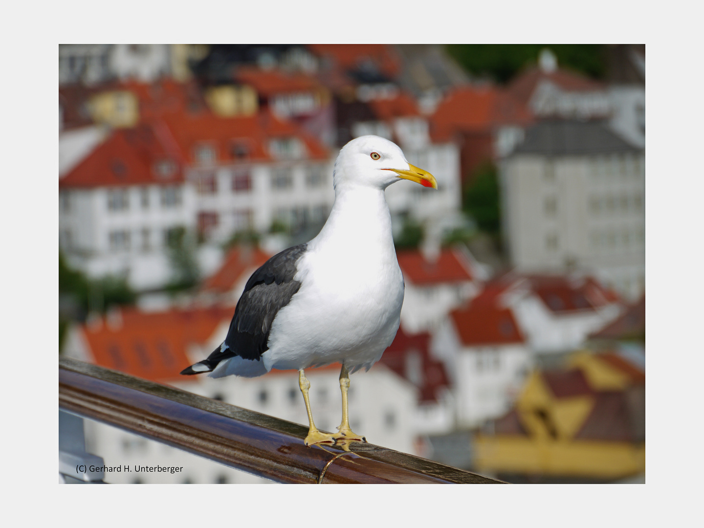 Treffen mit Jonathan Livingston Seagull