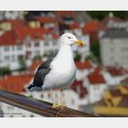 Treffen mit Jonathan Livingston Seagull