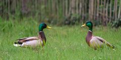 Treffen sich 2 Enten-Männchen