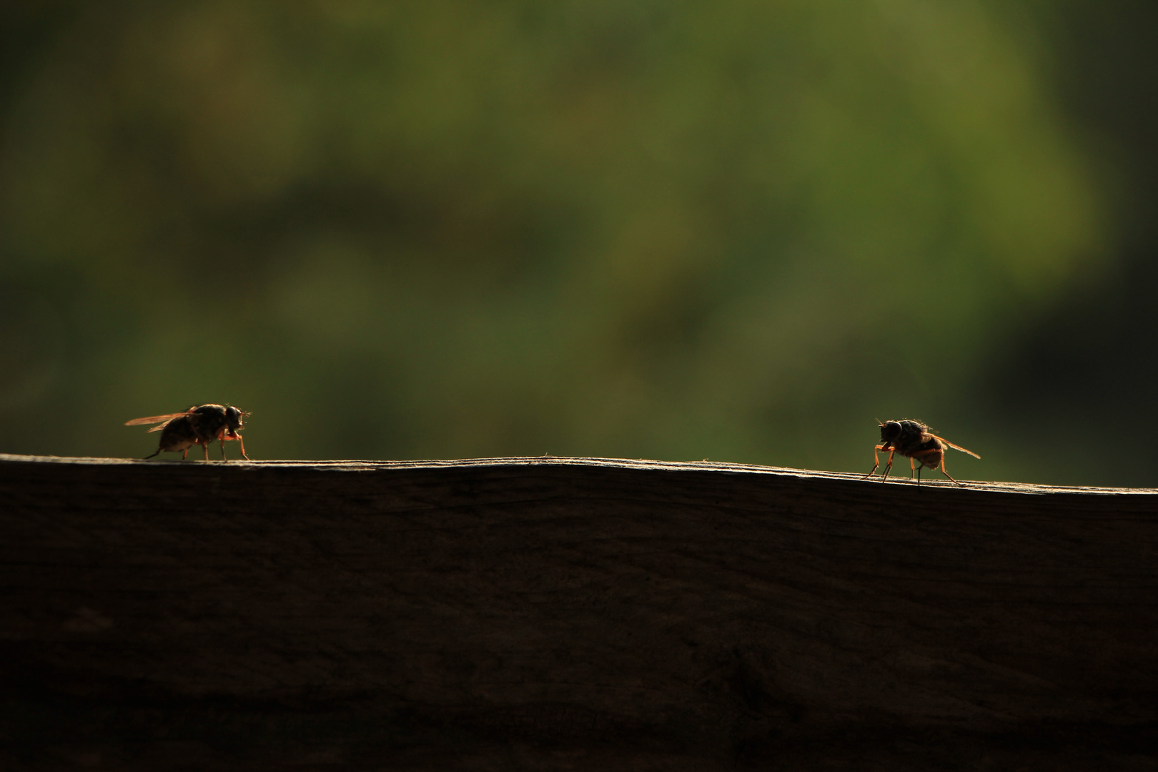 Treffen sich 2 Fliegen ...