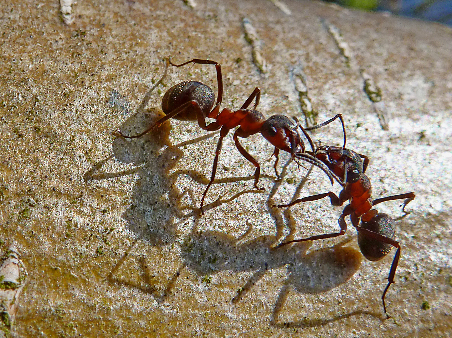 Treffen sich zwei Ameisen, sagt die Eine zur Anderen&hellip;&hellip;&hellip;.. Foto