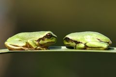 Treffen sich zwei Frösche........