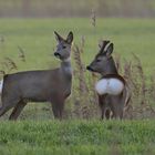 treffen sich zwei Rehe...