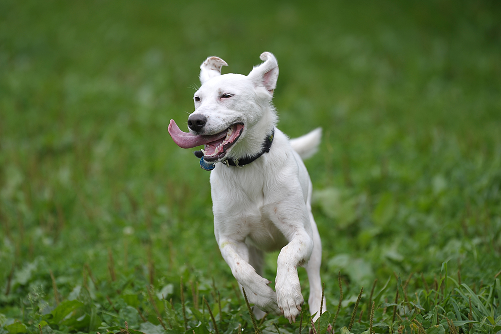 Treffen Sonnenhunde in Köln