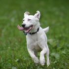 Treffen Sonnenhunde in Köln