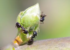 Treffen von Ameisen und Blattlaus