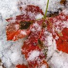 Treffen von Herbst und Winter