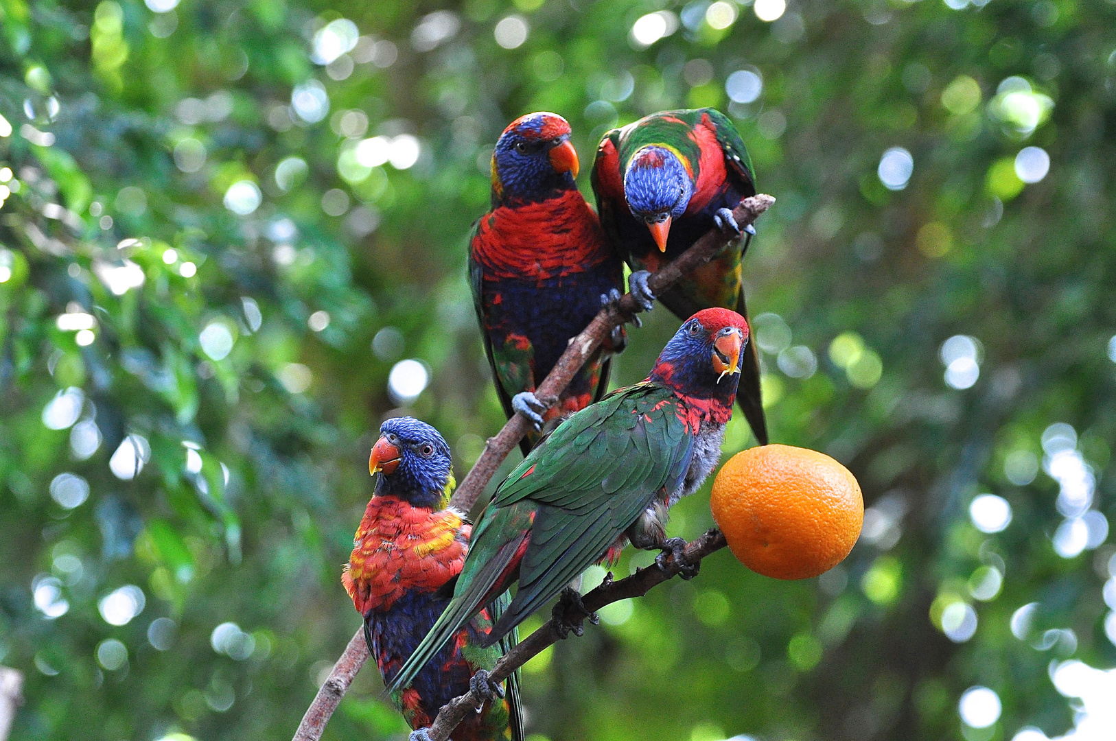 Treffen vor einer Orange