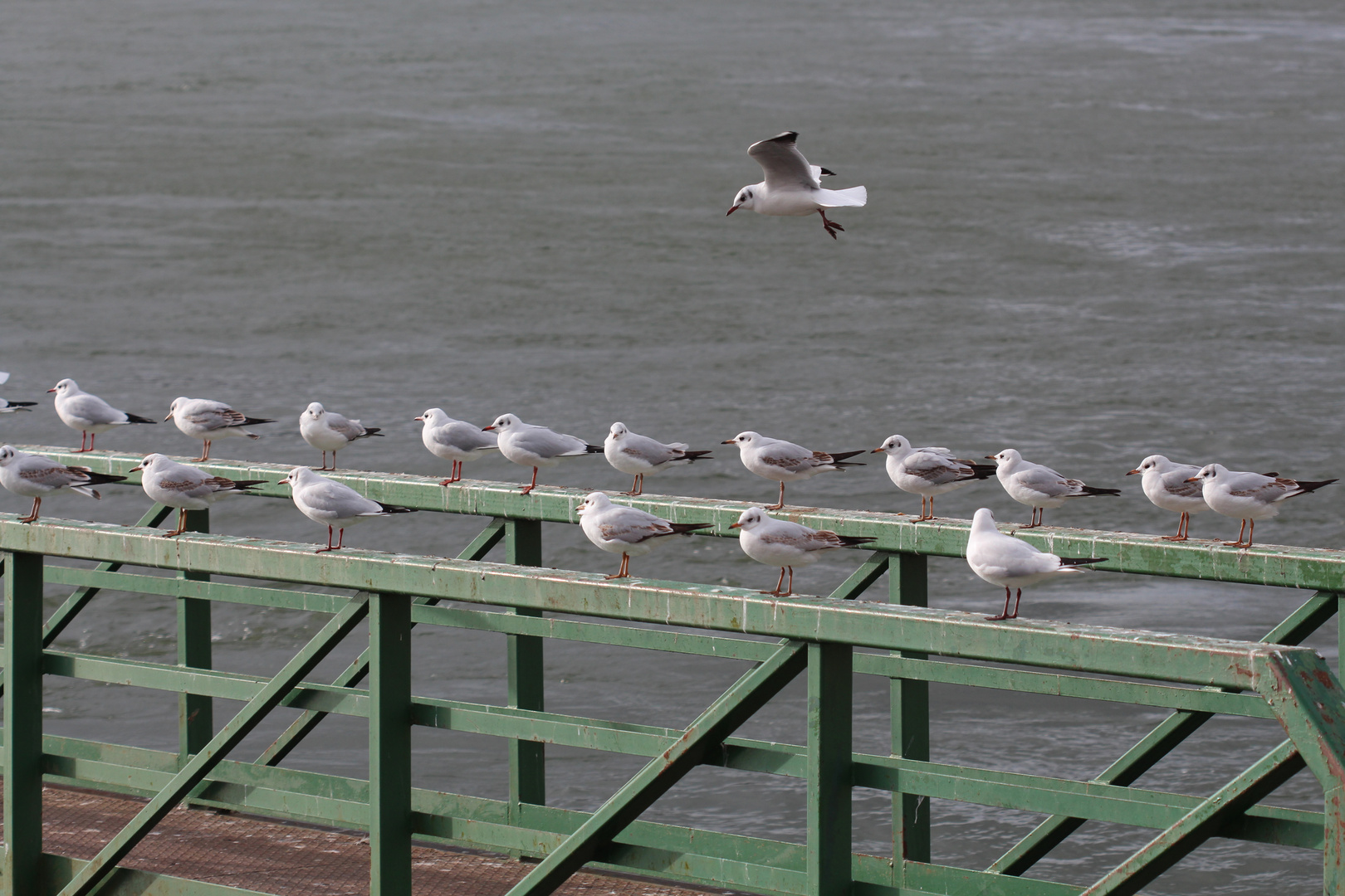 Treffpunkt am Rhein 1