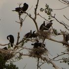 Treffpunkt auf dem Baum