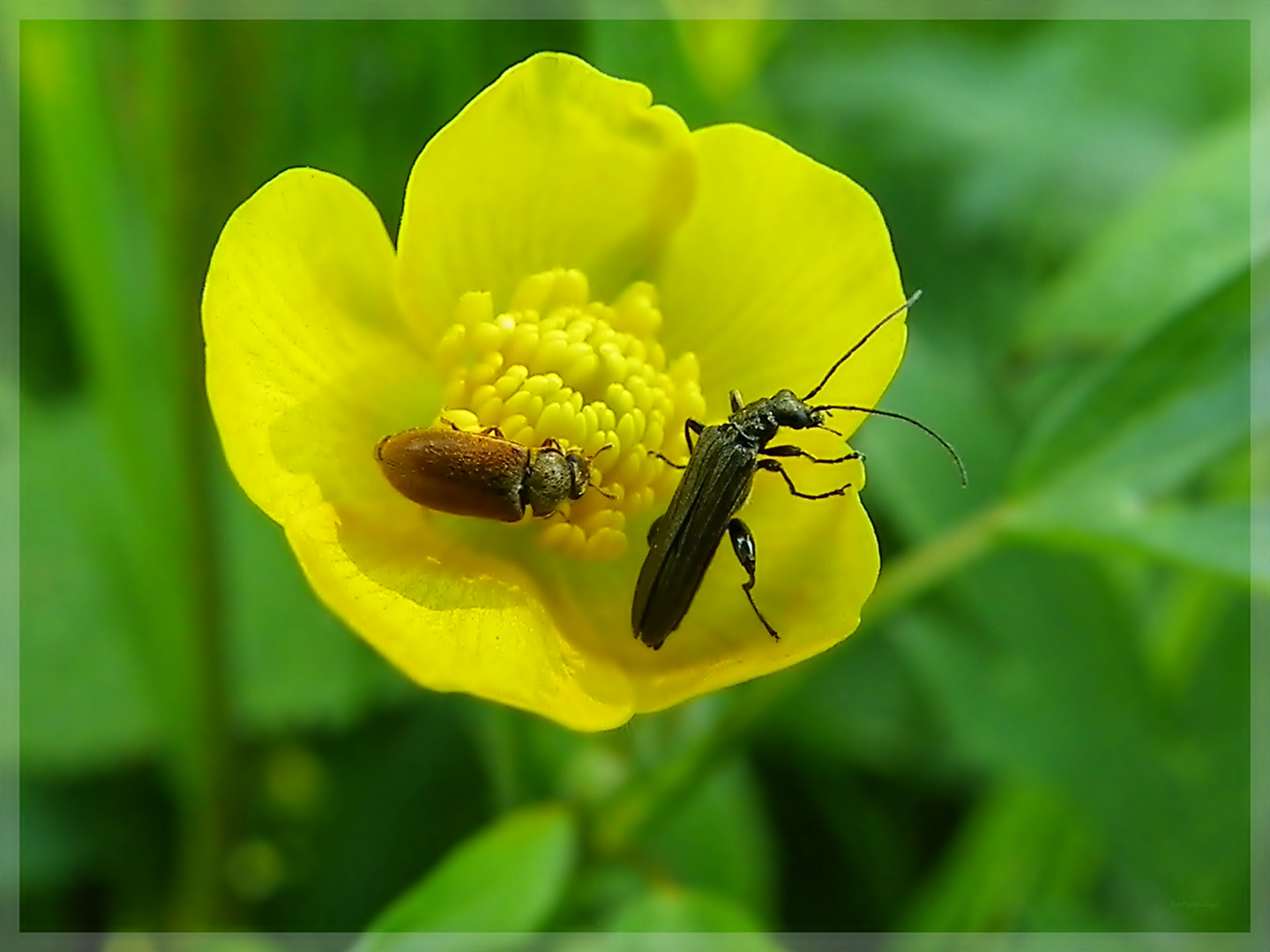 Treffpunkt Blüte