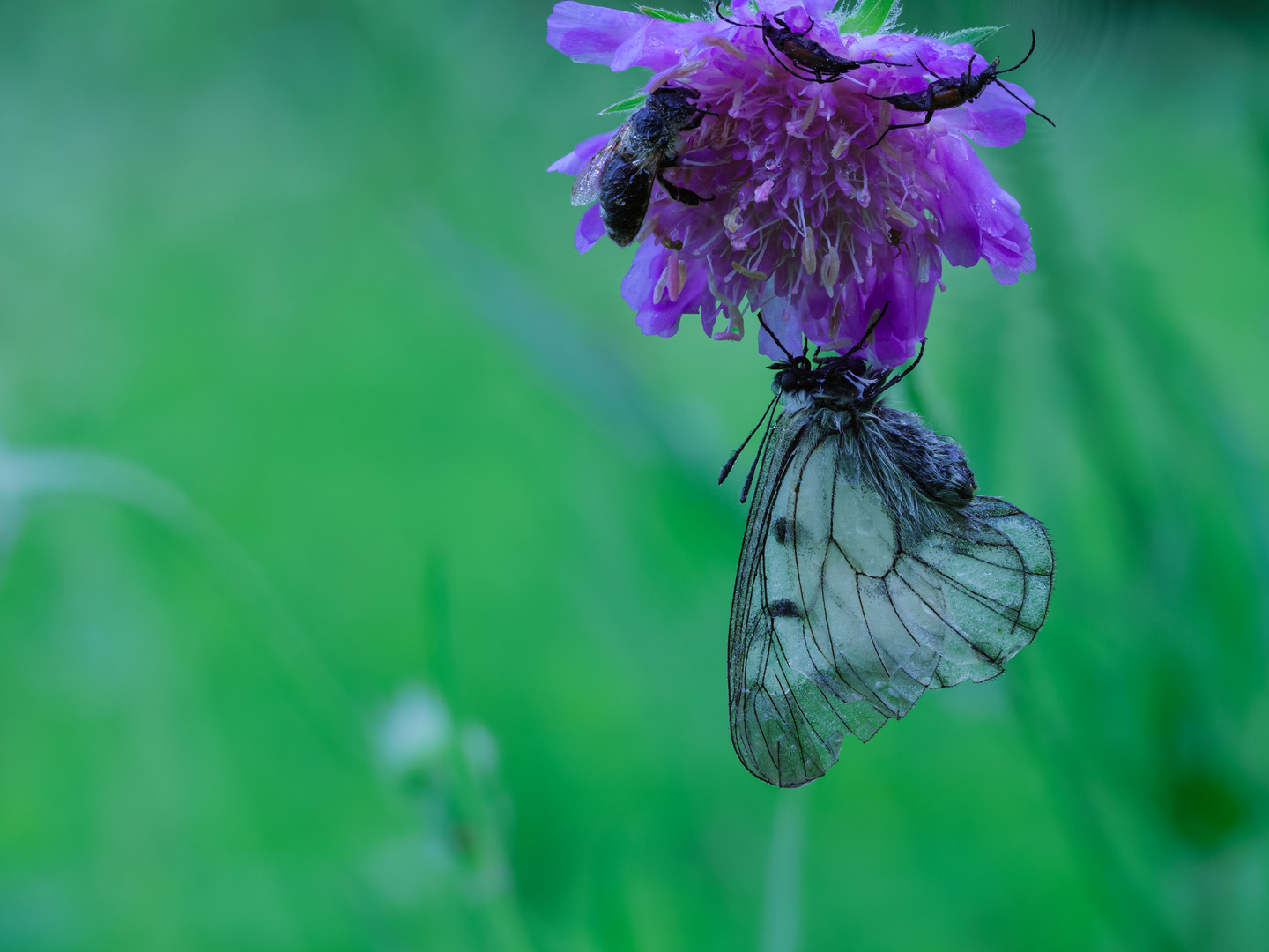 Treffpunkt Blüte