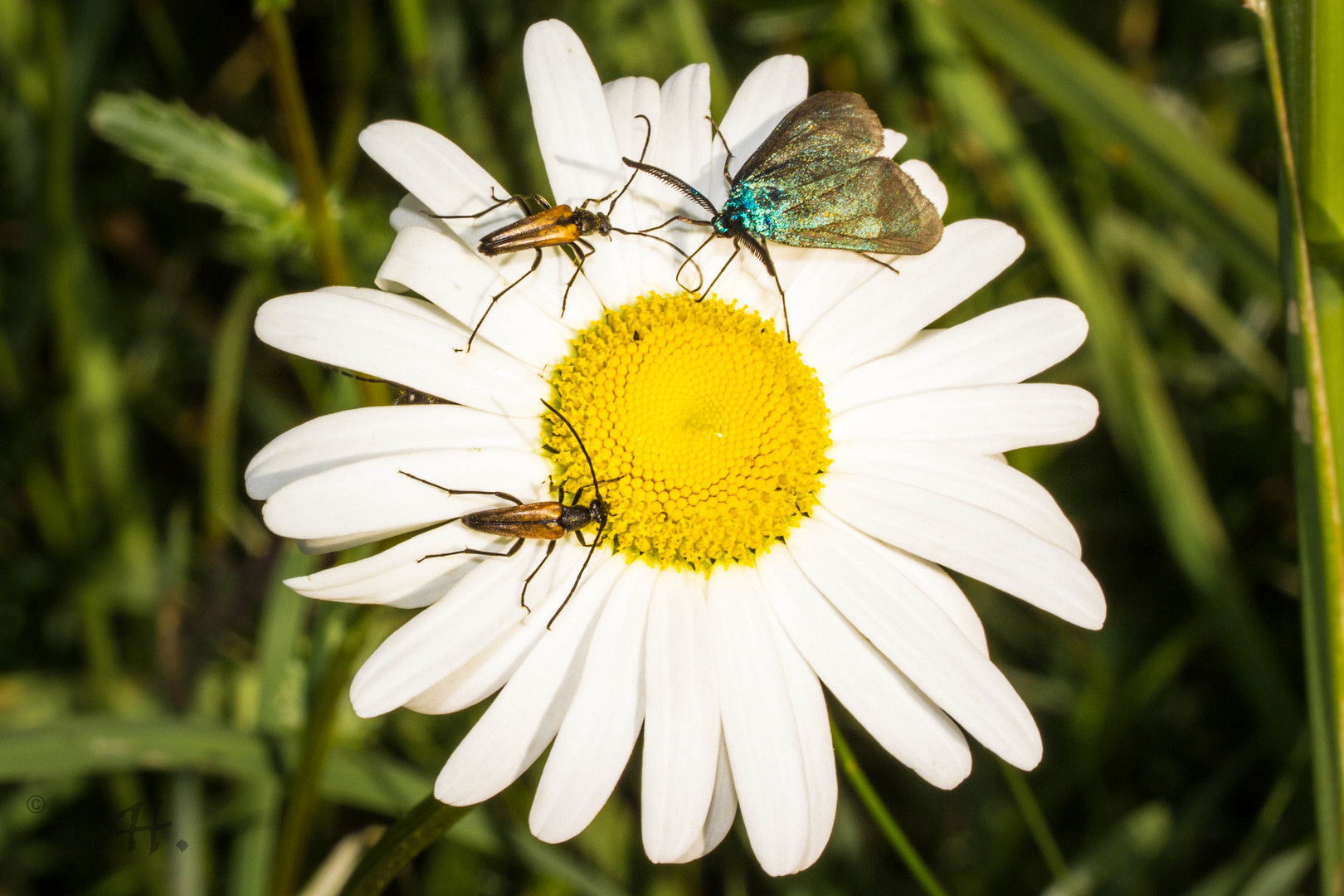 ...Treffpunkt Blüte...