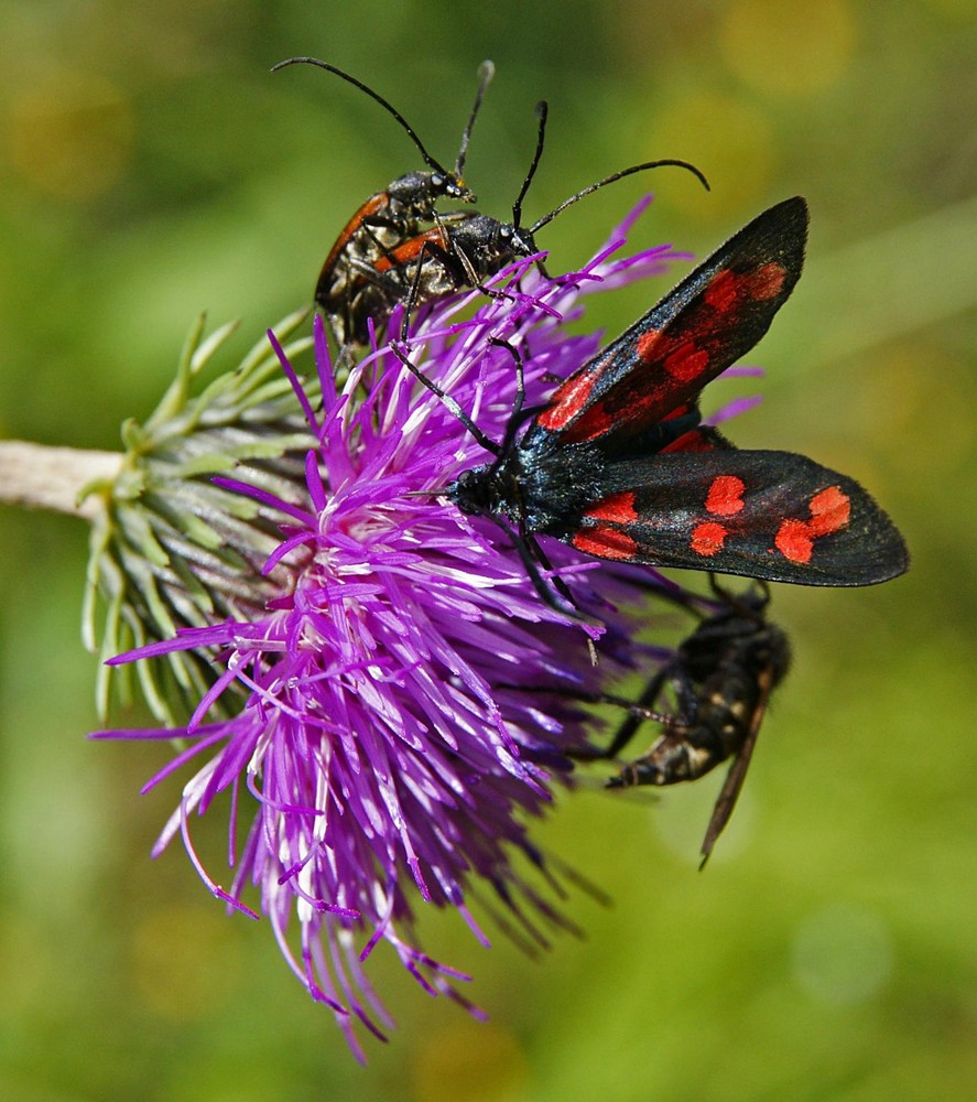 Treffpunkt Blume