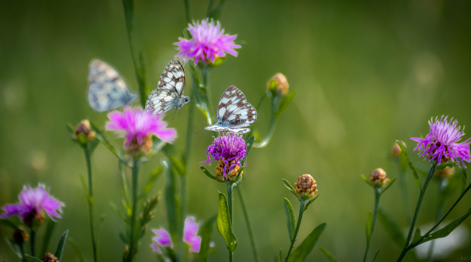 Treffpunkt Blume