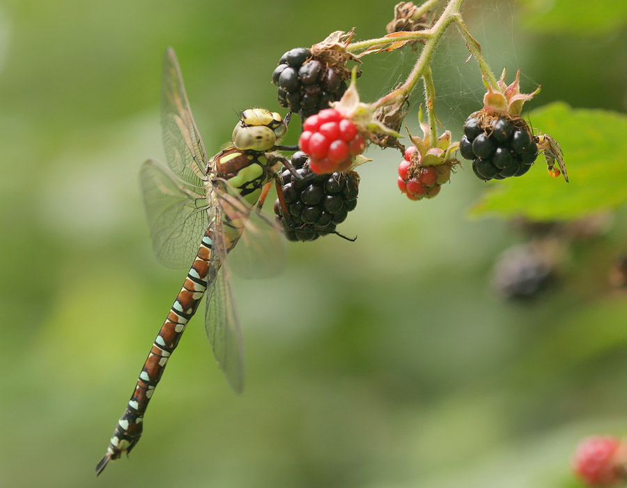 Treffpunkt Brombeeren