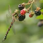 Treffpunkt Brombeeren