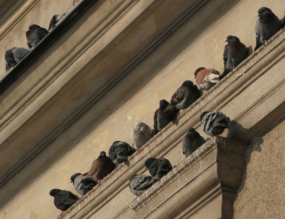 Treffpunkt der Ratten der Lüfte