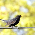 Treffpunkt der Sänger - Amselmännchen -