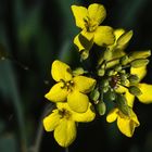 Treffpunkt der (vier) kleinen Insekten