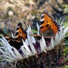 Treffpunkt: Distel