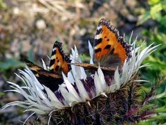 Treffpunkt: Distel