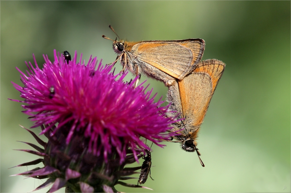 treffpunkt distel