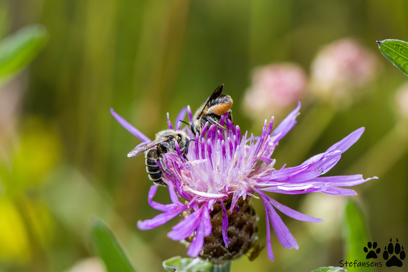 Treffpunkt Flockenblume