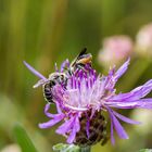 Treffpunkt Flockenblume