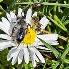 Treffpunkt Gänseblümchen